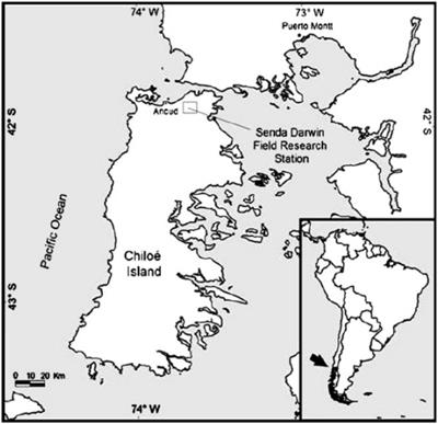 Seasonal Partitioning of Rainfall in Second-Growth Evergreen Temperate Rainforests in Chiloé Island, Southern Chile